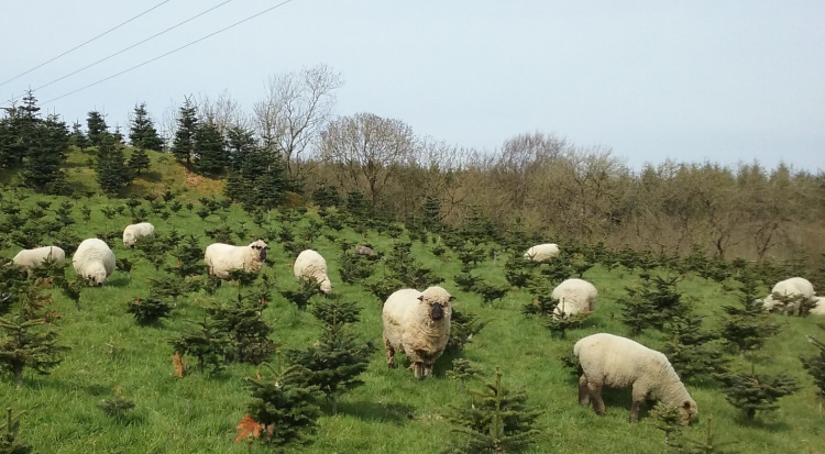 Shropshire Sheep grazing